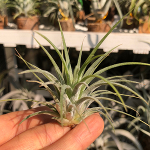 侧芽出售# 空气凤梨 雨林翡翠森林精灵 t.ionanth