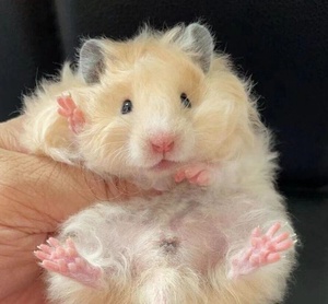 自家养殖的长毛纯银熊金丝熊虎纹熊奶牛熊黑熊眼圈熊米熊奶油熊白