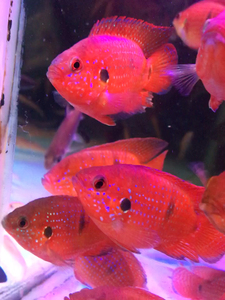 血钻红宝石红钻石三湖慈鲷食土鲷鱼观赏鱼淡水热带热带鱼