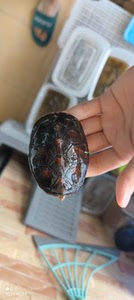白唇蛋龟白唇苗北部白唇南部宠物龟小乌龟活体招财观赏深水龟包邮