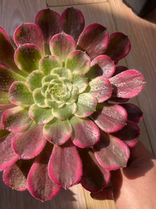 多肉植物  法师锦 绿超墨 好锦单头带一个籽  冠幅15cm