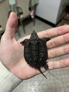 纯佛,佛鳄龟,蛋甲,5.6公分,大粗刺,暴刺