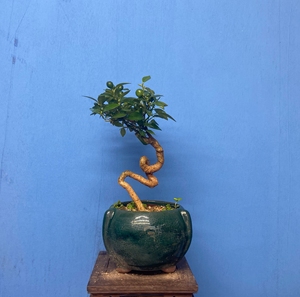 日本金豆小品盆景