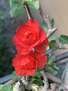 八重咲长寿梅 姬小町长寿梅(嫁接八重40一刀 嫁接姬小町50