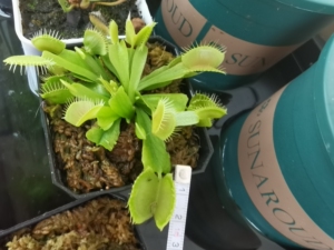 变异超新星捕蝇草,同时具有绒球系列超新星捕蝇草的的特征和流刺