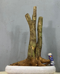 山石榴盆景～感兴趣的话(我想要)和我私聊吧