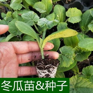 【种节瓜苗】种节瓜苗品牌,价格 - 阿里巴巴