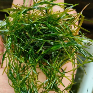 整棵竹节草,阴性水草,非常好养,无藻无螺,印度小竹节草,非常