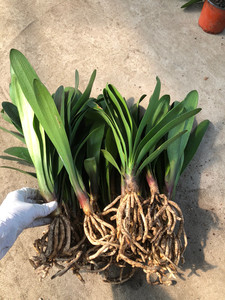 君子兰2年苗,兰质高,特价30元5颗包邮,潜力大