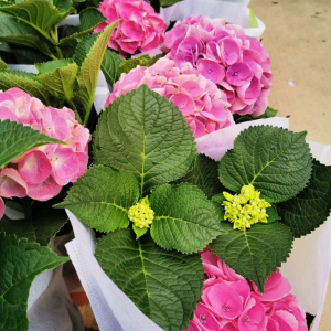 大花绣球,含羞叶,1加仑苗