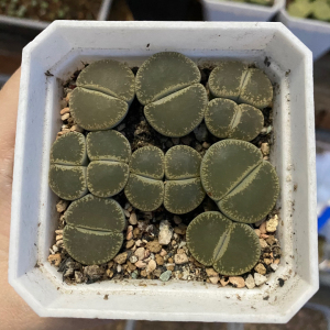 生石花 特选 全窗紫勋 绿宝石×c153 四年半开花株