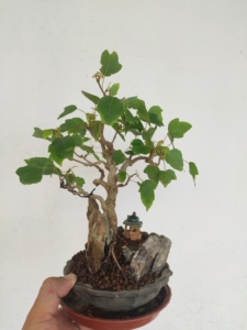 000人付款淘宝宫祥枫大树型,出枝丰富,有层次感,高