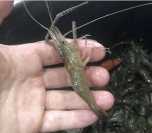 000人付款淘宝微山湖野生淡水青虾河虾草虾活