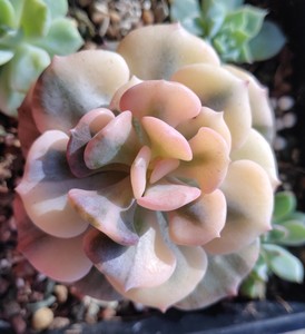 雪精灵锦雪特玉莲锦完美白覆伦锦,有老桩子,出母本头盖,不是小