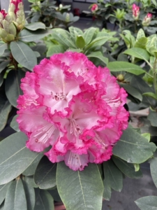 粉黛高山杜鹃粉色大花球生长期树苗