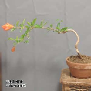 日本宫灯石榴盆景小老桩,一手托,掌心把玩,造型雅致,实物比照