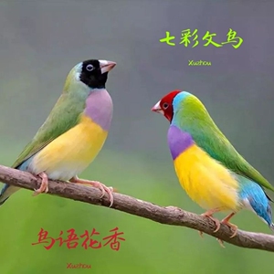 出售七彩文鸟一对180,红头黑头都有,成年鸟挂我窝就可繁殖!