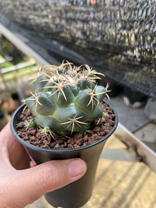 天司象牙丸雪顶球属大萝卜根实生仙人球大颗球 仙人掌多肉植物