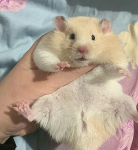 长毛家养仓鼠熊米熊金丝黑熊虎纹纯银熊可上手包活包健康