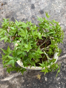 000人付款淘宝枫树 紫清姬 清姬 小叶枫树 日本红枫盆景枫树微型盆景