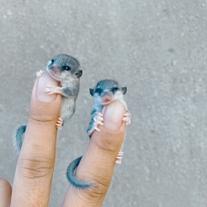 92西班牙睡鼠活体幼崽懒人宠物粘人小活物寝室宠物网红学生好养小