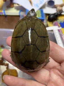 头盔蛋龟,6.5厘米,cb强公,元宝体型,购于灵龟小胡,养了