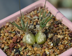 块根球根迷你海葱群生多头