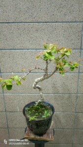 介绍】 神仙曲盆景:高提根巴西红果,为芸香科丁笼果属常绿灌木