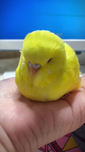 手养黄红眼虎皮鹦鹉[比心]健康亲人.