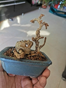 日本龙神爬山虎