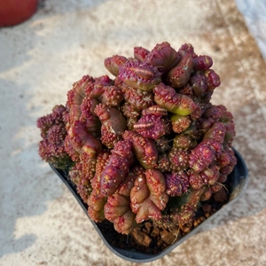 高沙 高砂石化 高砂 缀化 仙人球 盆景 尺寸很大 9cm左