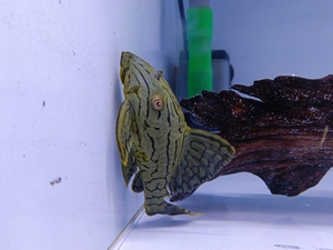 l191异形鱼 哥绿异形.尺寸14cm,盘木头高手.有意同城