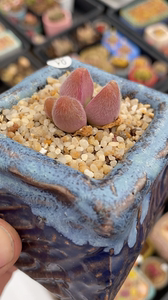 4头长毛翠滴玉肉锥群,100包邮,带盆土发货