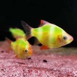 荧光绿虎皮鱼,翡翠虎皮鱼,荧光绿平平,热带鱼,观赏鱼,淡水小