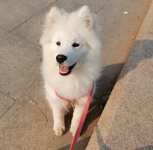 纯种萨摩耶幼犬微笑天使狼版萨摩耶幼犬萨摩耶犬幼犬宠物狗狗活体