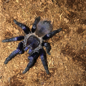 巴西大蓝蛛母-淘宝拼多多热销巴西大蓝蛛母货源拿货 - 阿里巴巴货源