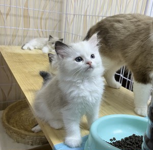 粘人又特别的玳瑁三花布偶猫妹妹,爸爸是火焰双色,妈妈是海豹双