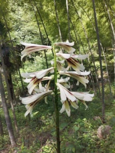 大叶百合,湖南乔麦大百合,植株最高可达～3米多,束多花,花瓣