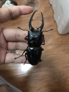 【孔夫子锯锹】孔夫子锯锹品牌,价格 - 阿里巴巴