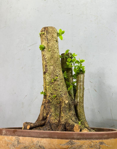 山石榴盆景～盆景老桩素材～感兴趣的话(我想要)和我私聊吧