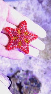 880人付款淘宝澳洲饼干海星西非海星jm1129414同款货源25.