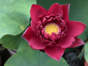 中大型碗莲,荷花:墨红,墨红小藕.