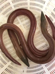 鳗鱼土龙 本港野生土龙鱼,土龙的金贵之处在于数量稀少,只可野