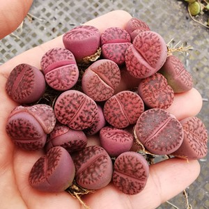 0029人付款淘宝紫柘榴 紫石榴 c393a 两年 生石花多肉植物番杏肉锥