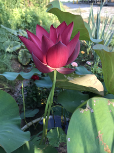 中国红北京碗莲