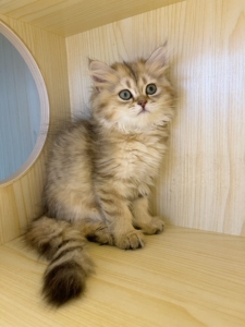 长毛金虎斑,便宜出,金色金吉拉,金虎斑,虎斑猫,金吉拉猫,目