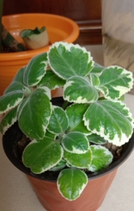 碰碰香锦,香妃锦,出状态时白色变粉红色,非常美丽.盆口直径1