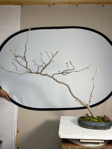 000人付款淘宝日本土佐水木  盆景娃娃雪糕3016阿里巴巴为您推荐