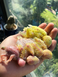 虎皮鹦鹉黄红眼