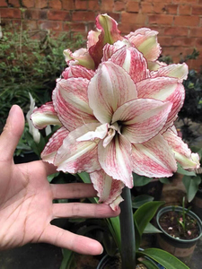 倾城艺园淘宝荷兰进口朱顶红种球重瓣大花四季易活朱顶红盆栽花卉